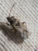 Nysius huttoni